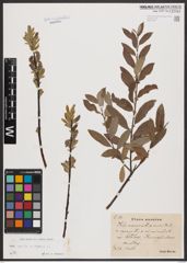 Salix aurita L. x Salix repens L.